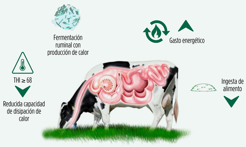 estrés por calor
