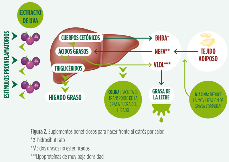 estrés por calor