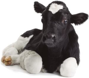 Diarrea Neonatal Bovina