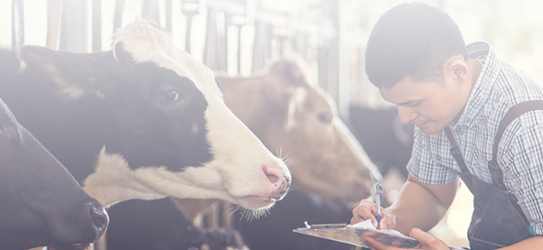 vacas lecheras