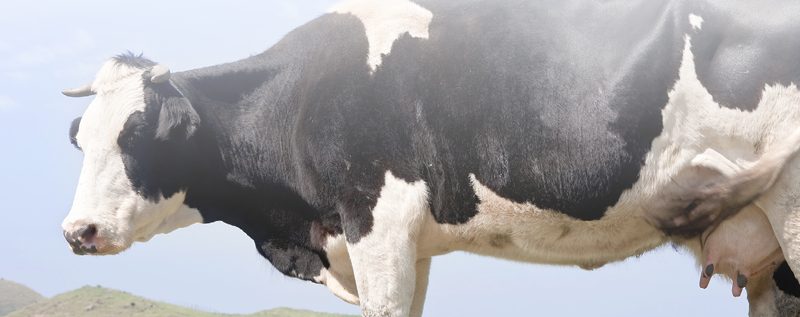 vacas lecheras
