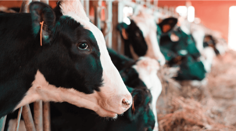 concepción en vacas